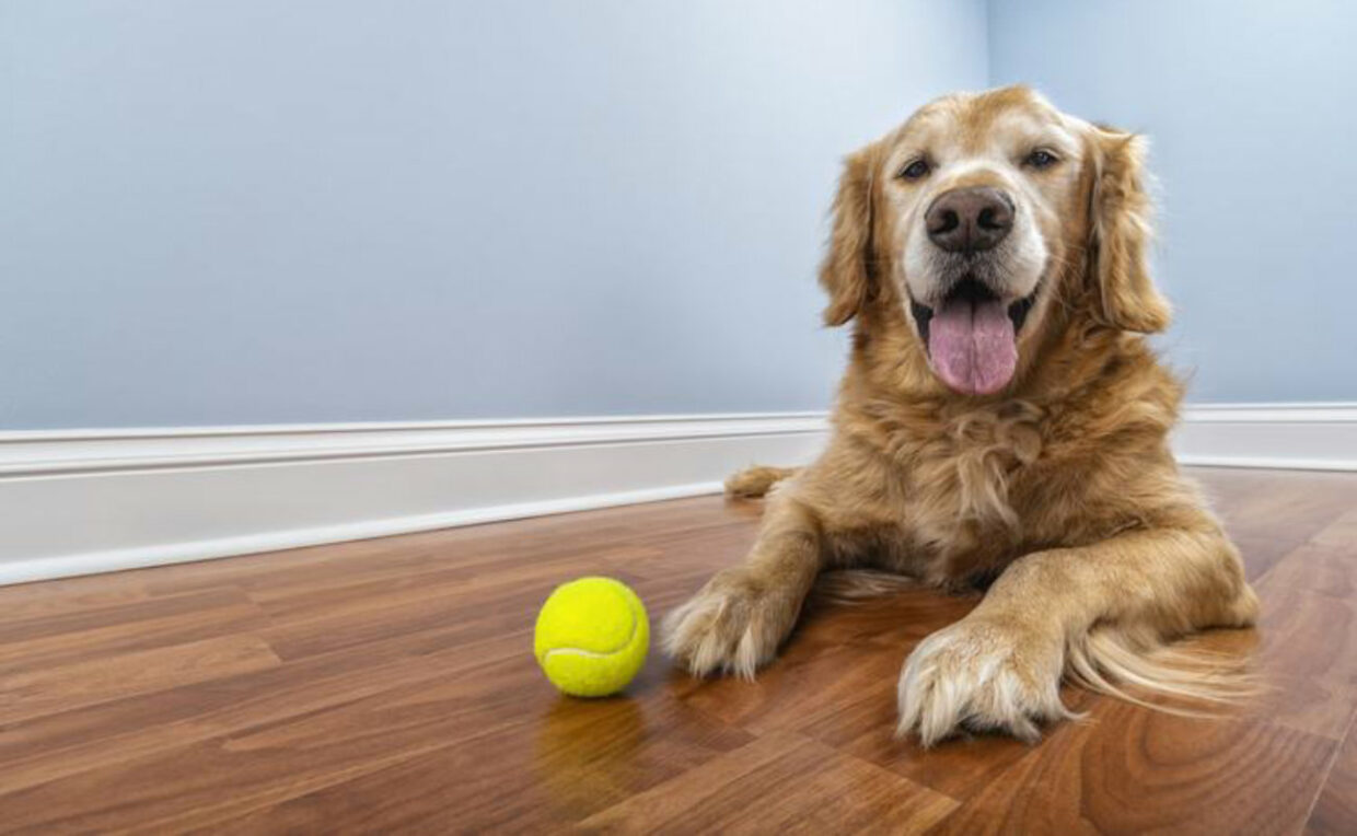 WVH-Senior-Dog WVH Senior Dog