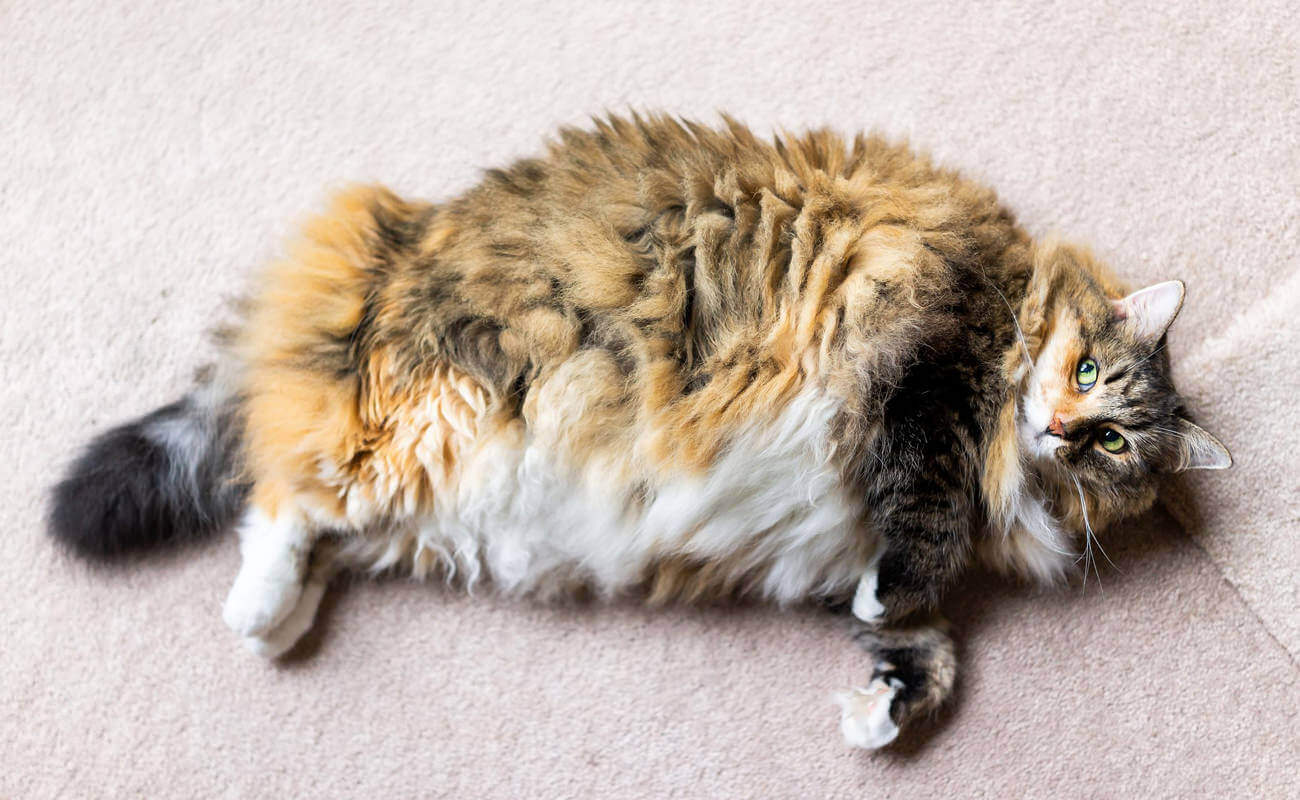 WVH-obese-cat WVH Obese Cat