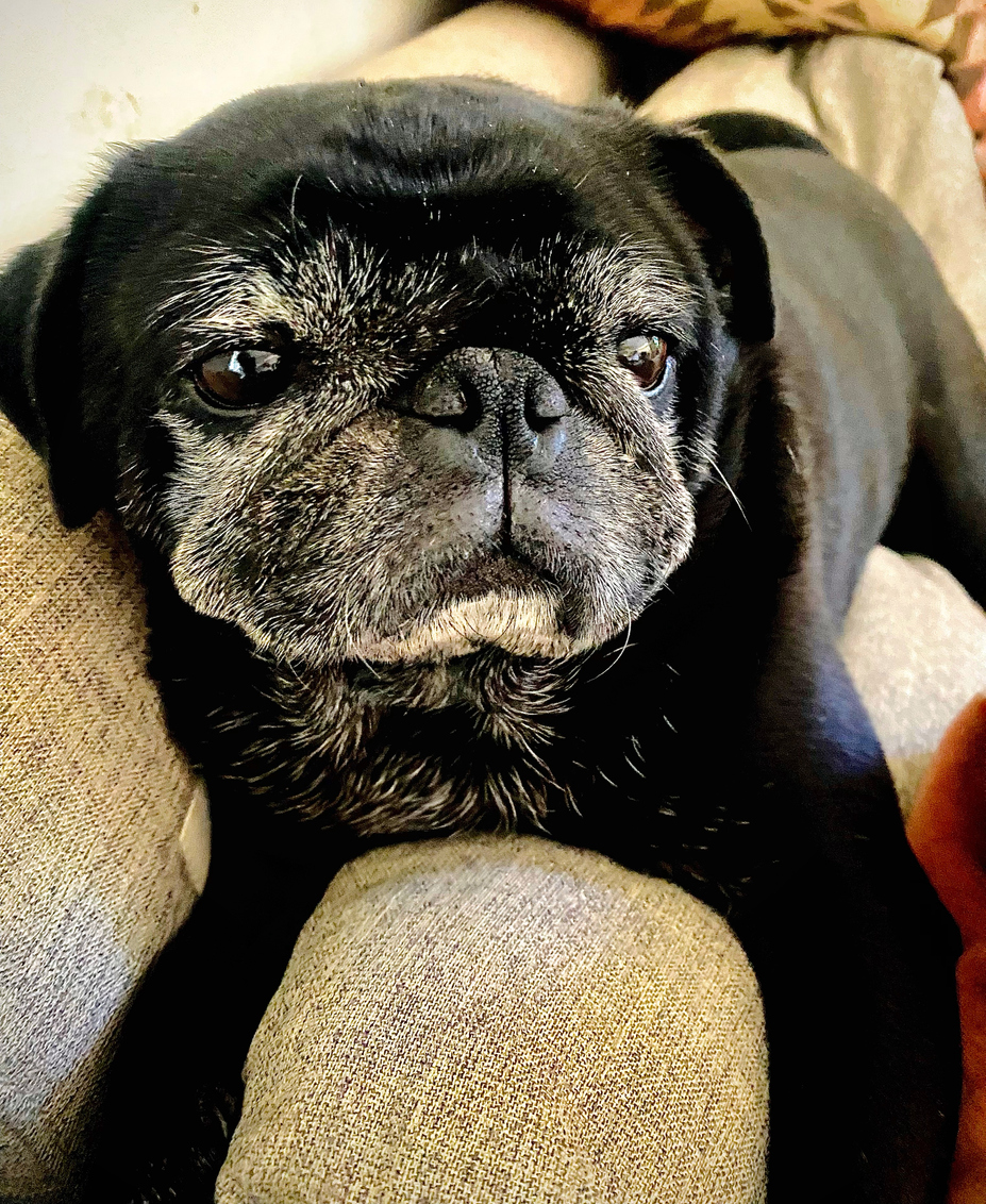 Patient stories_Black Pug_Tanji