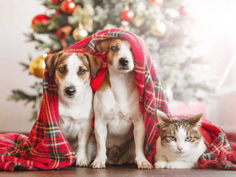 Featured image for “Christmas pet safety tips”