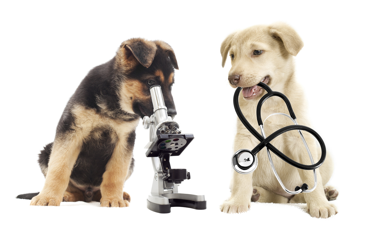 Wellness checking Puppy and microscope