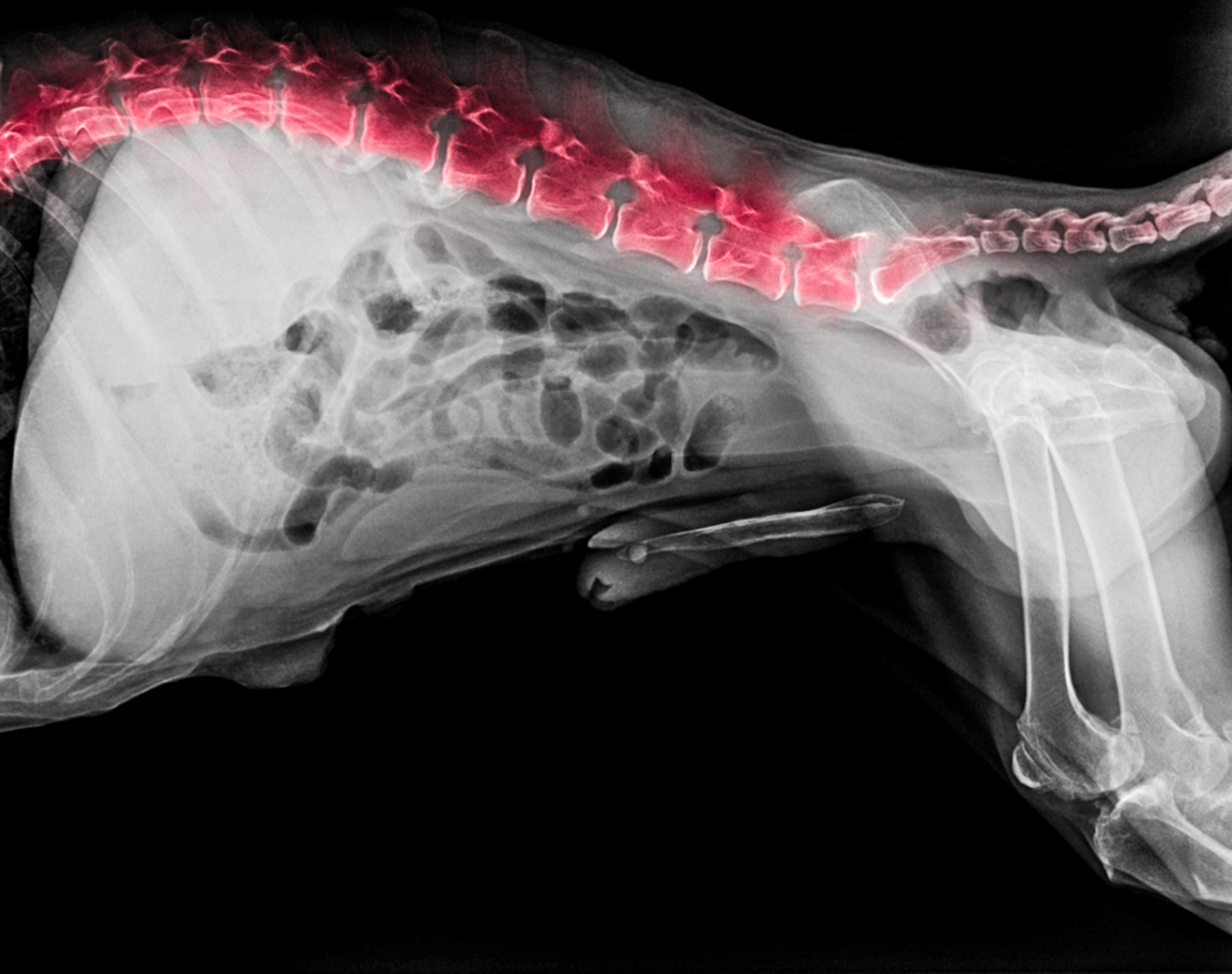 Neurological Assessment