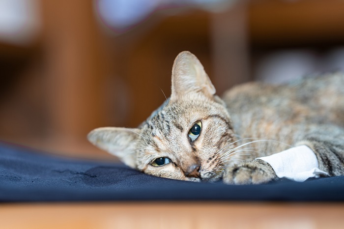 Acetaminophen Toxicity in Cats