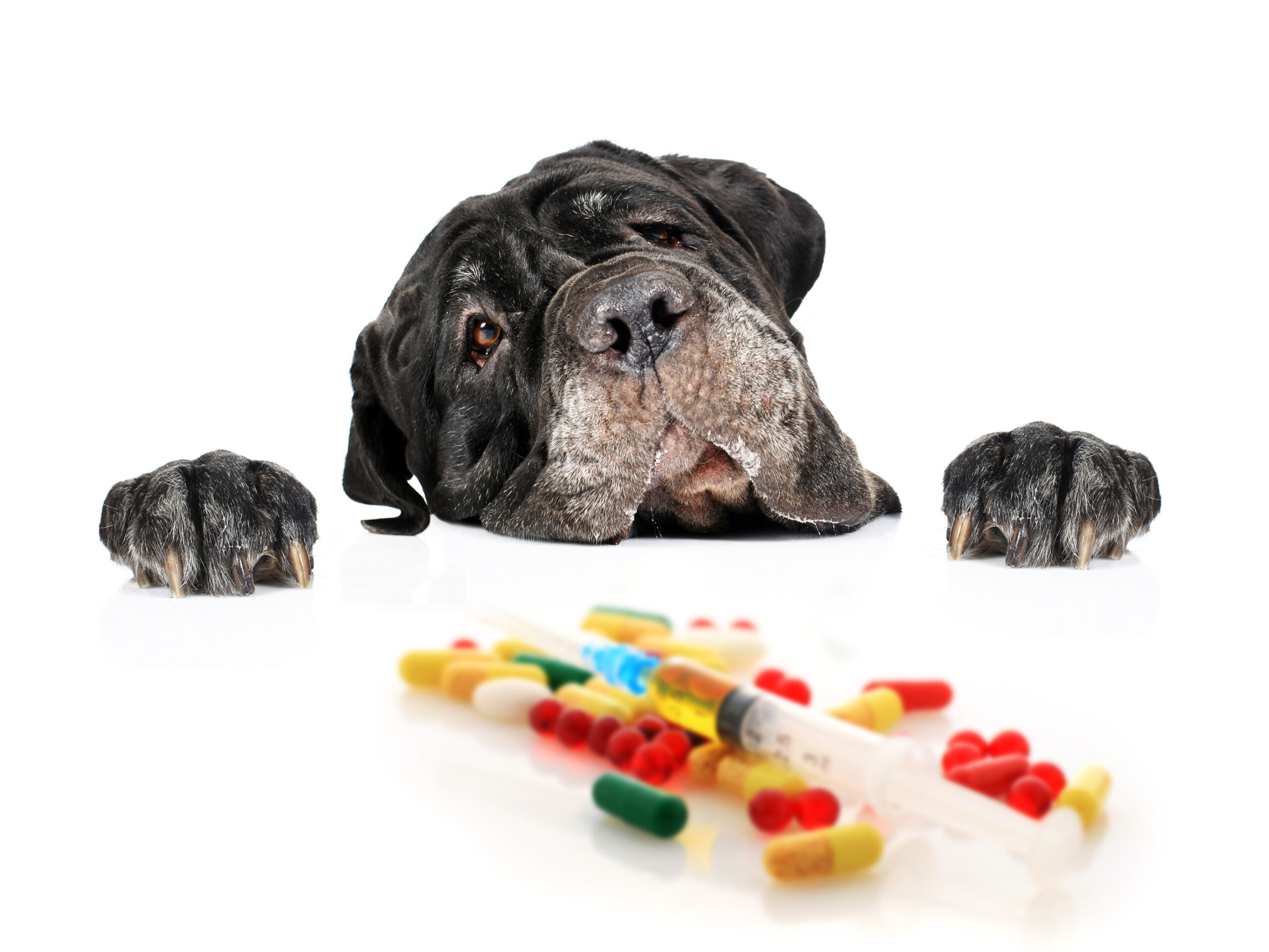 Acetaminophen Toxicity in Dogs