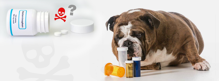 Acetaminophen Toxicity in Dogs