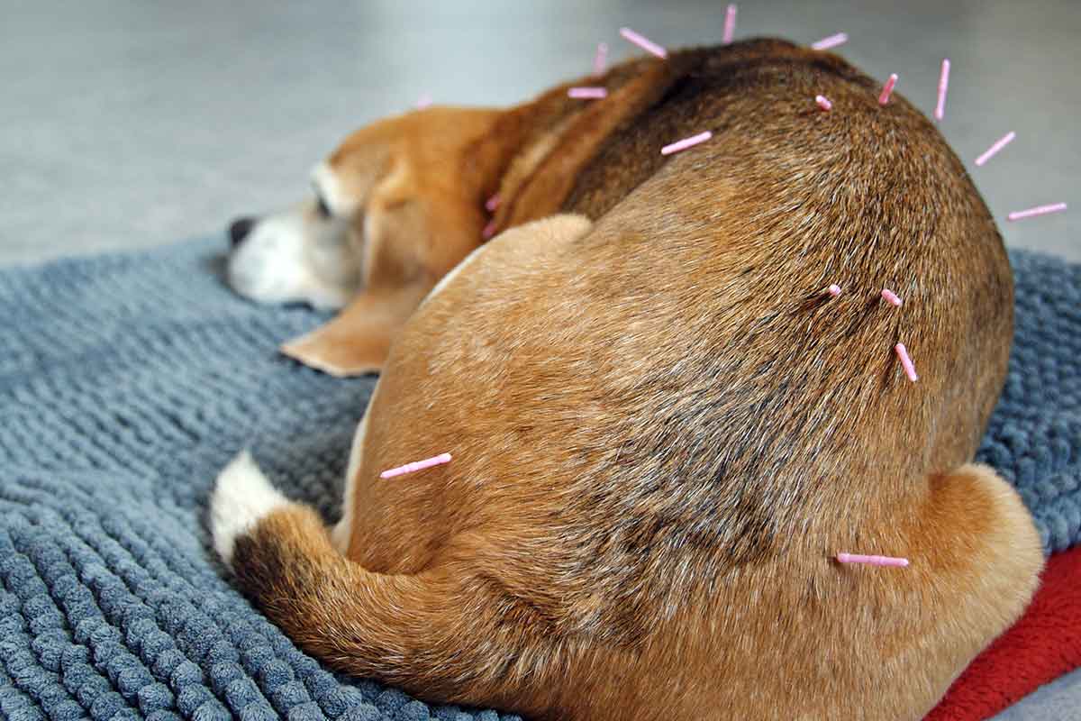 Veterinary Acupuncture