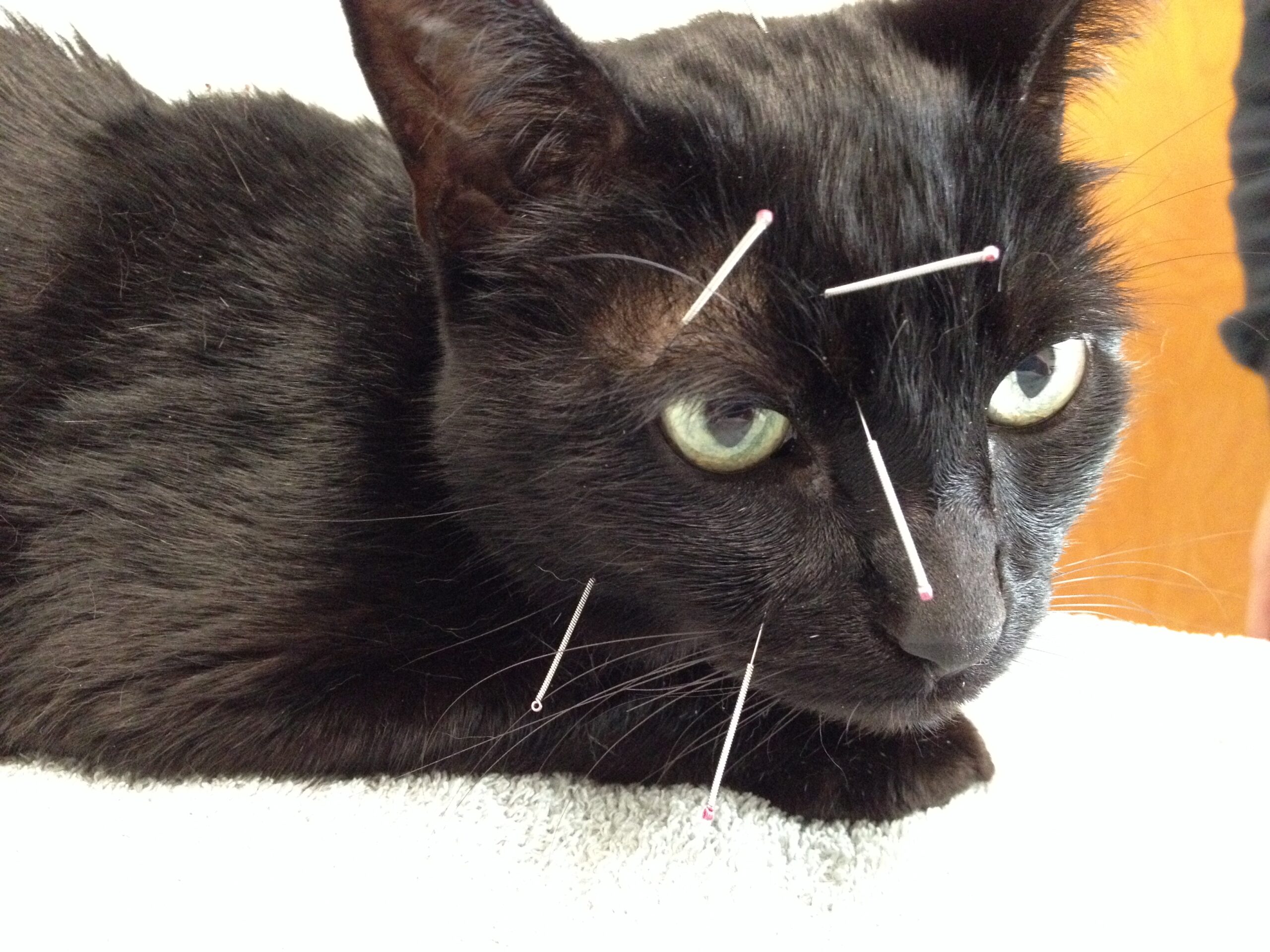 Veterinary Acupuncture