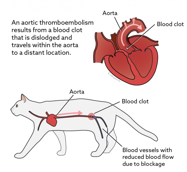 Aortic Thromboembolism in Cats