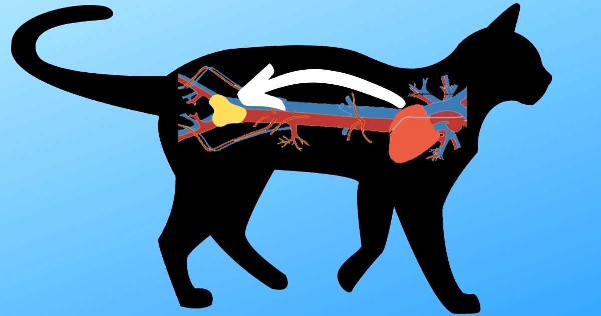 Aortic Thromboembolism in Cats