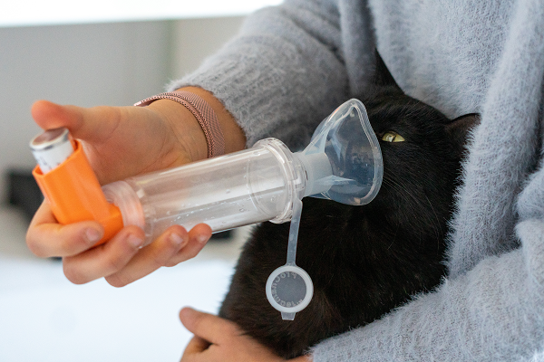 Asthma and Bronchitis in Cats