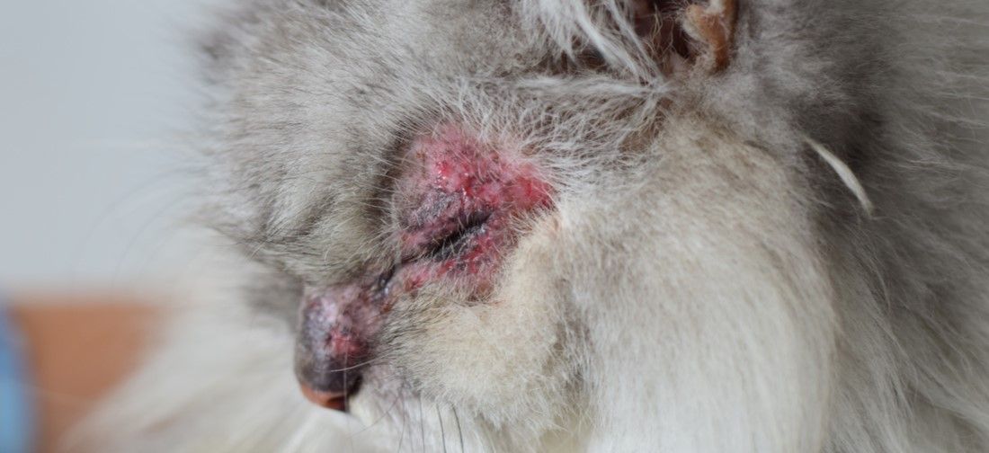 Atopic Dermatitis in Cats