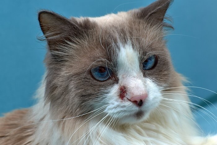 Atopic Dermatitis in Cats