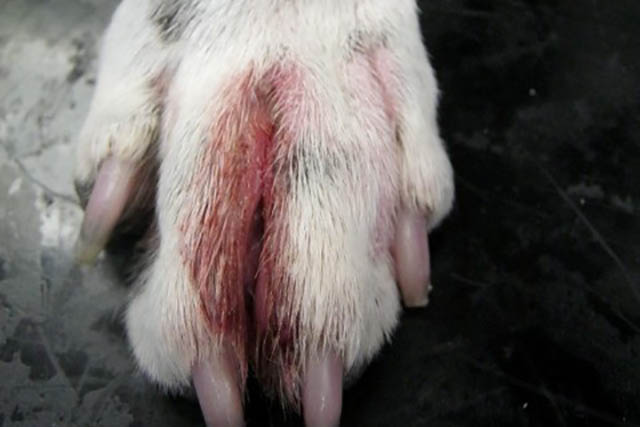 Atopic Dermatitis in Dogs