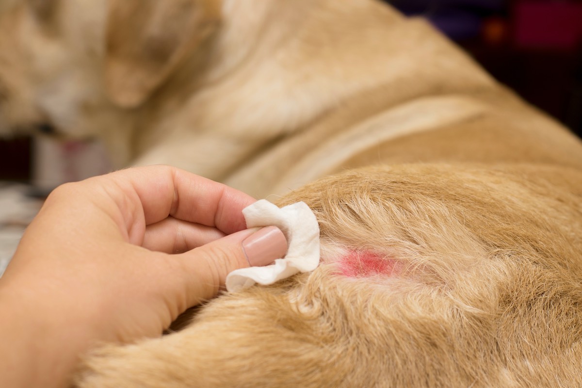 Atopic Dermatitis in Dogs