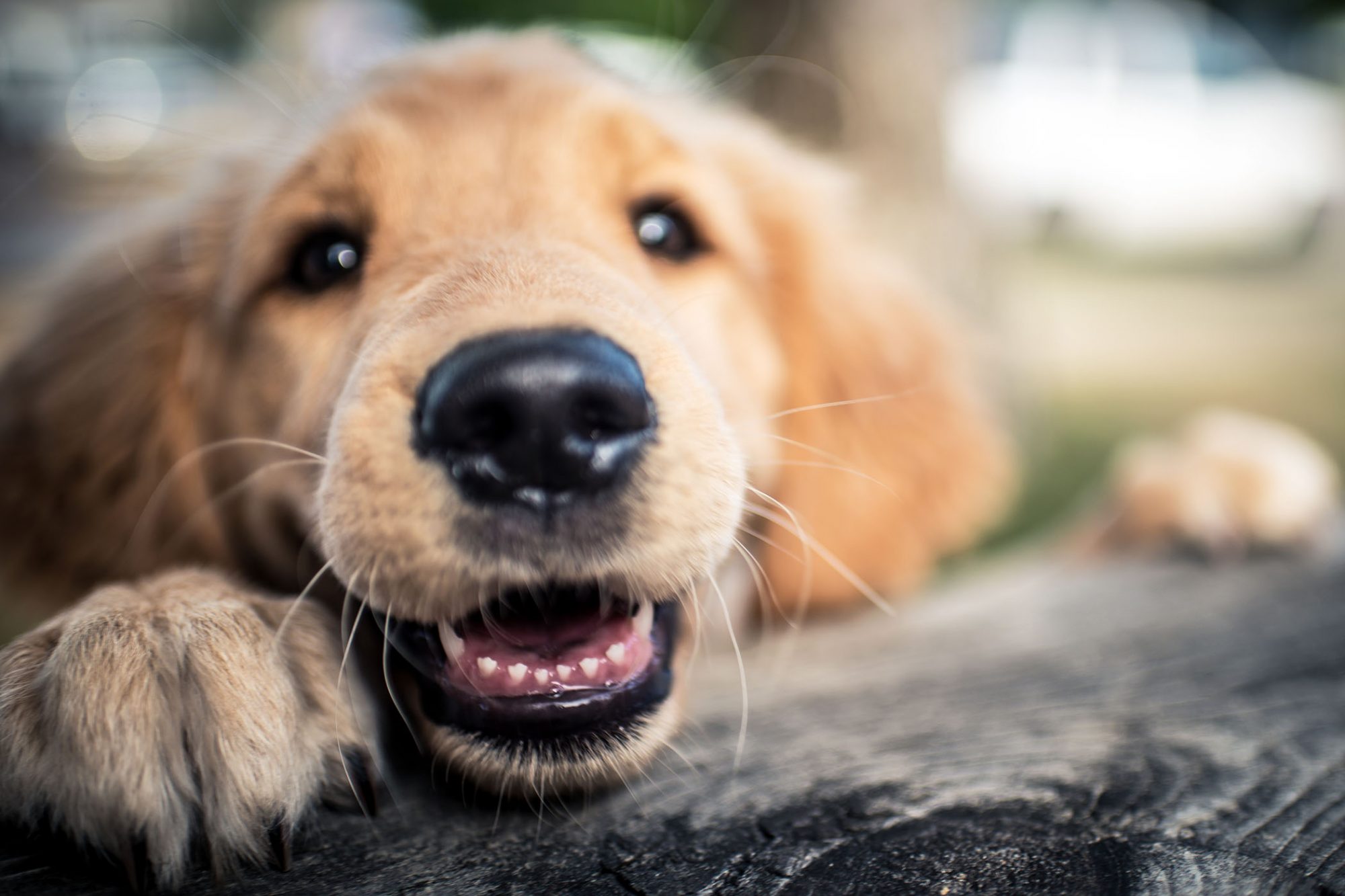 Persistent Deciduous Teeth (Baby Teeth)