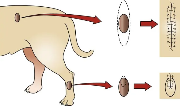 Biopsy & Histopathology