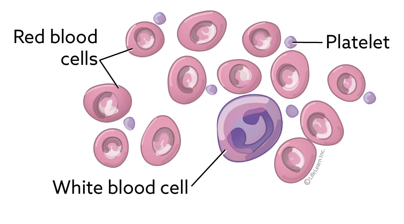 Blood testing and screening