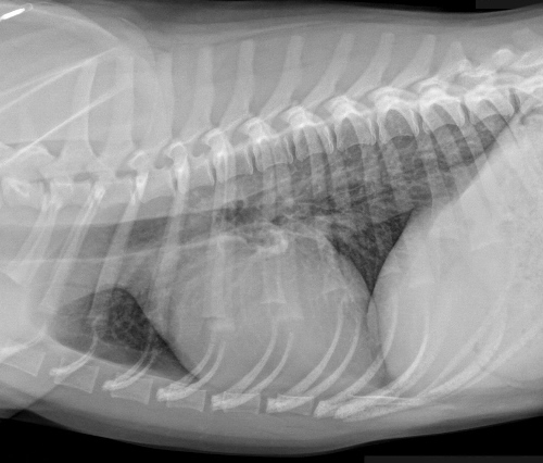 Canine Chronic Bronchitis (CCB)