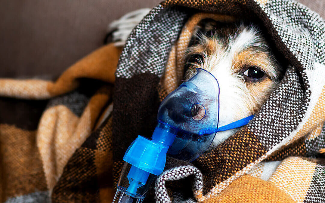 Canine Chronic Bronchitis (CCB)