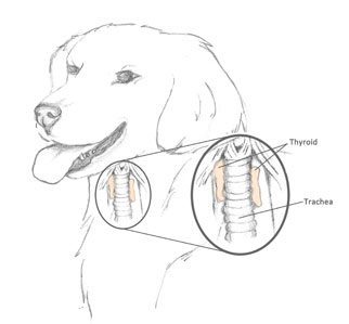 Canine Hypothyroidism