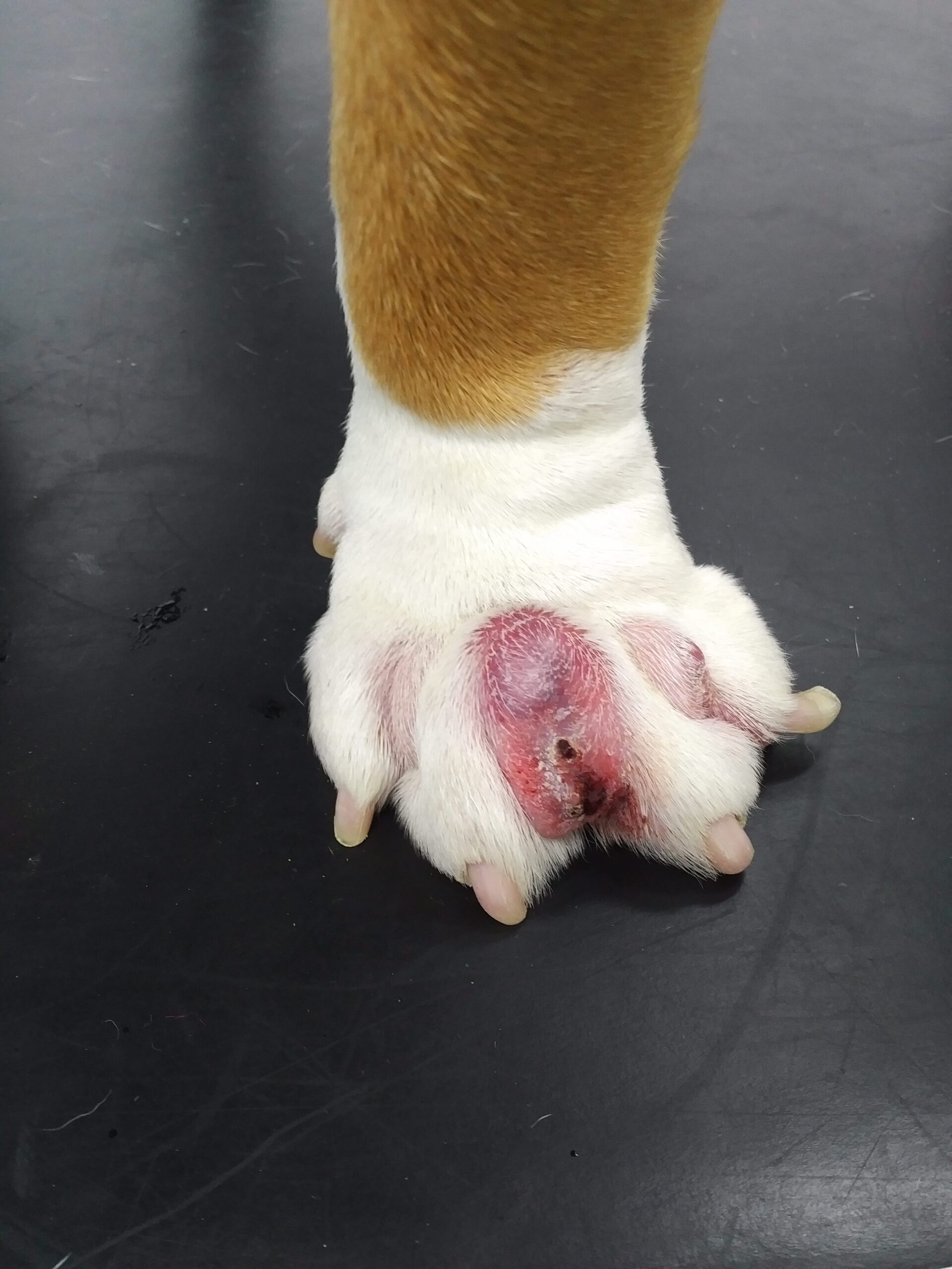 Canine Pedal Furunculosis