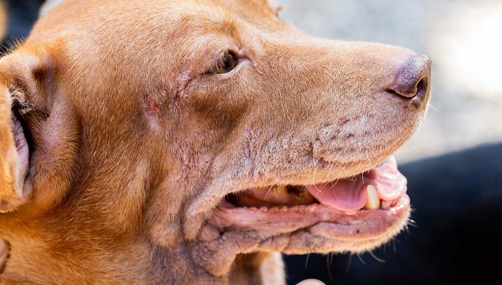 Canine autoimmune disease