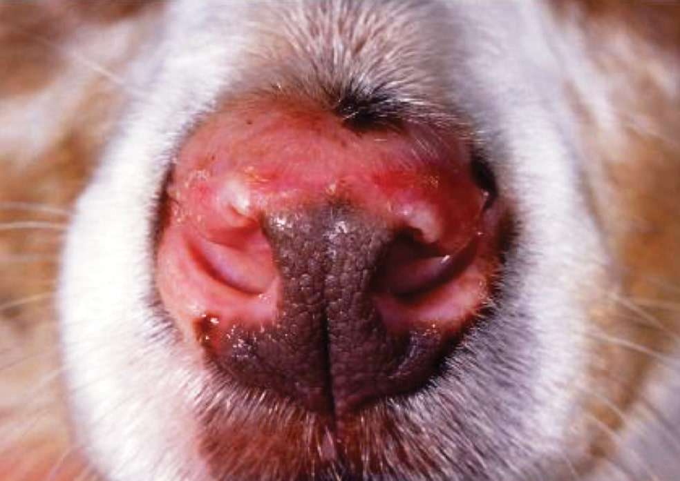 Canine autoimmune disease