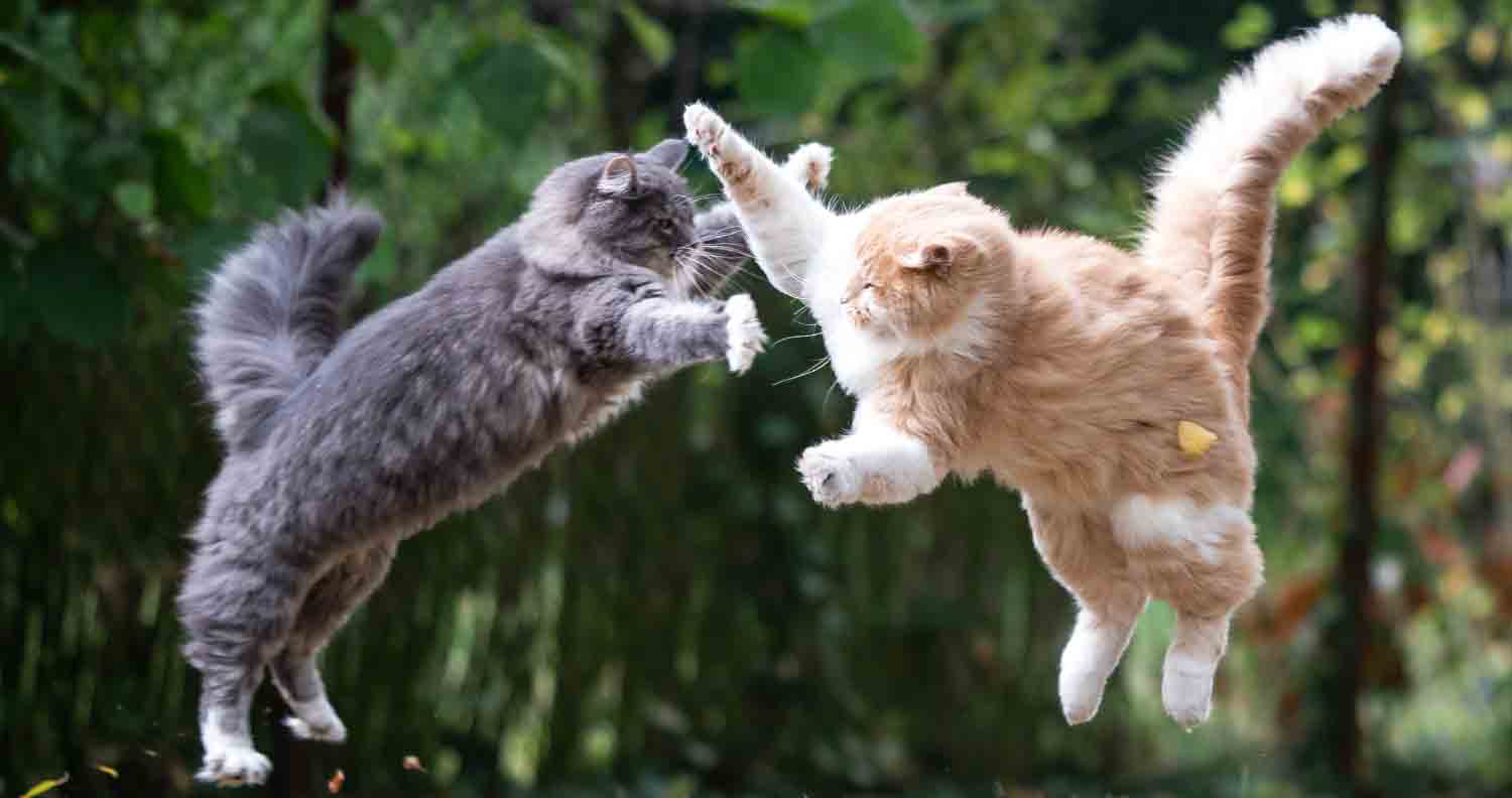 Cat Fights