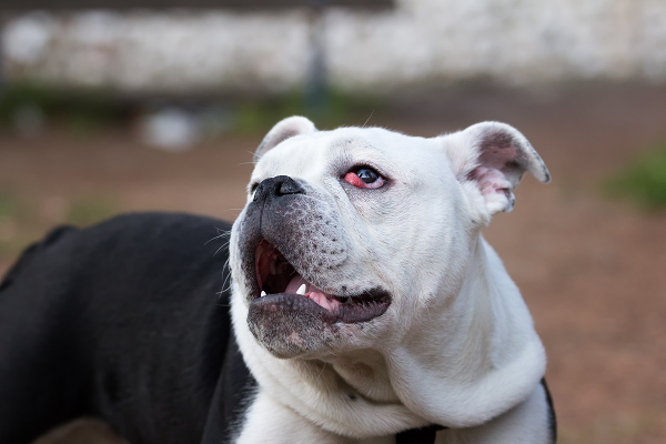 Third Eyelid Prolapse (Cherry Eye) Repair Surgery