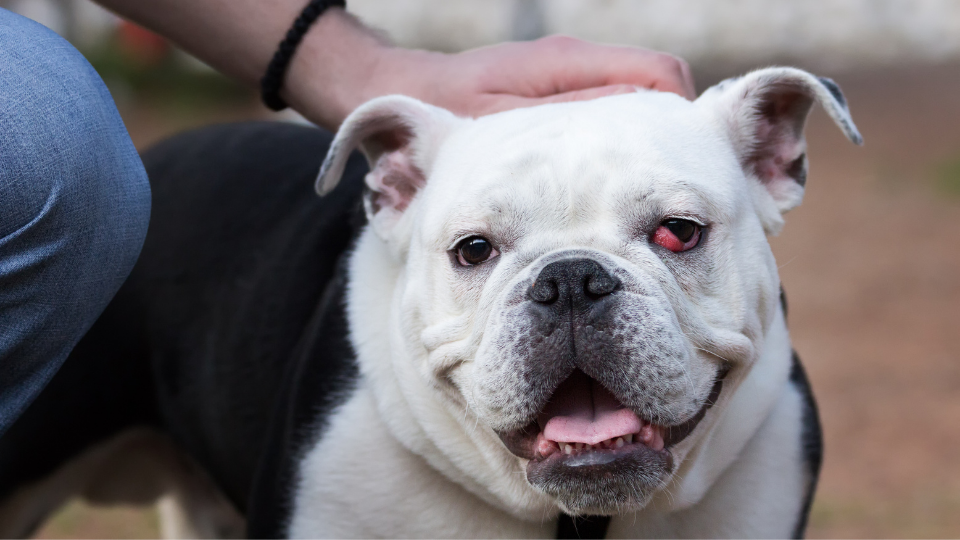 Third Eyelid Prolapse (Cherry Eye) Repair Surgery