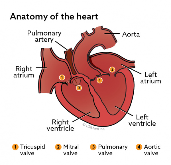 Chronic Degenerative Valve Disease in Dogs