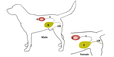 Chronic Kidney Disease in Dogs