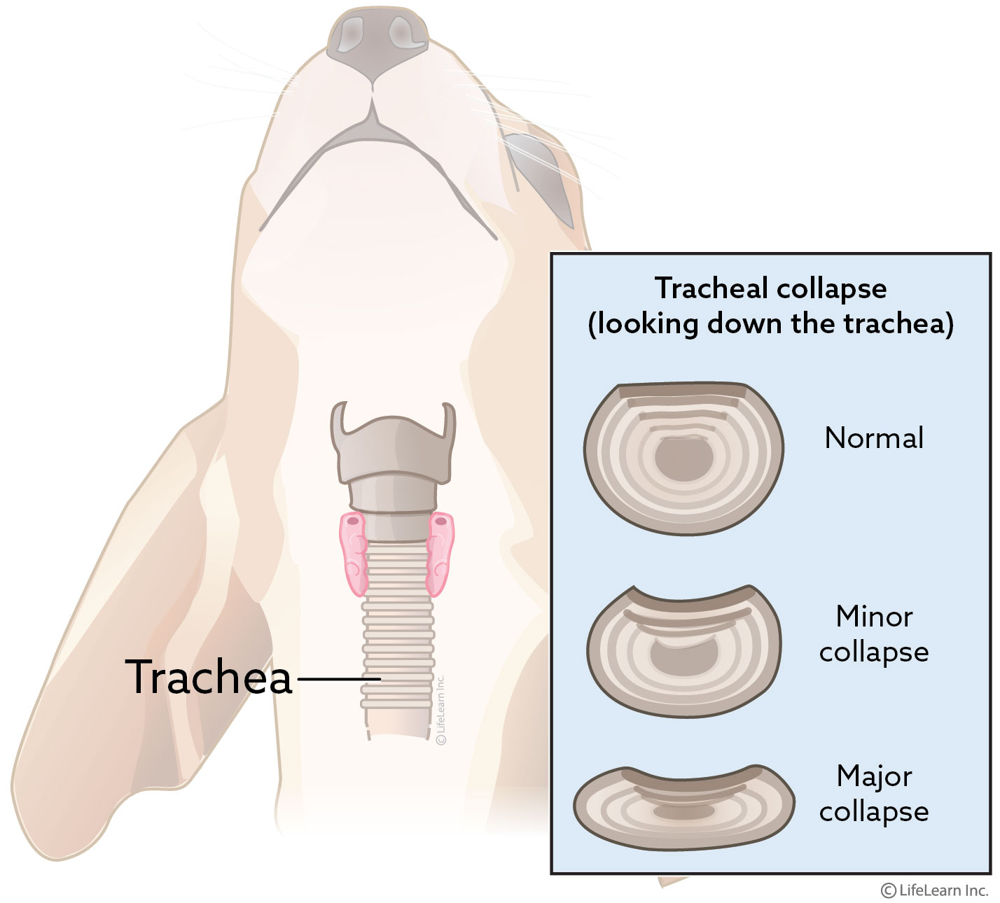 Collapsing Trachea in Dogs