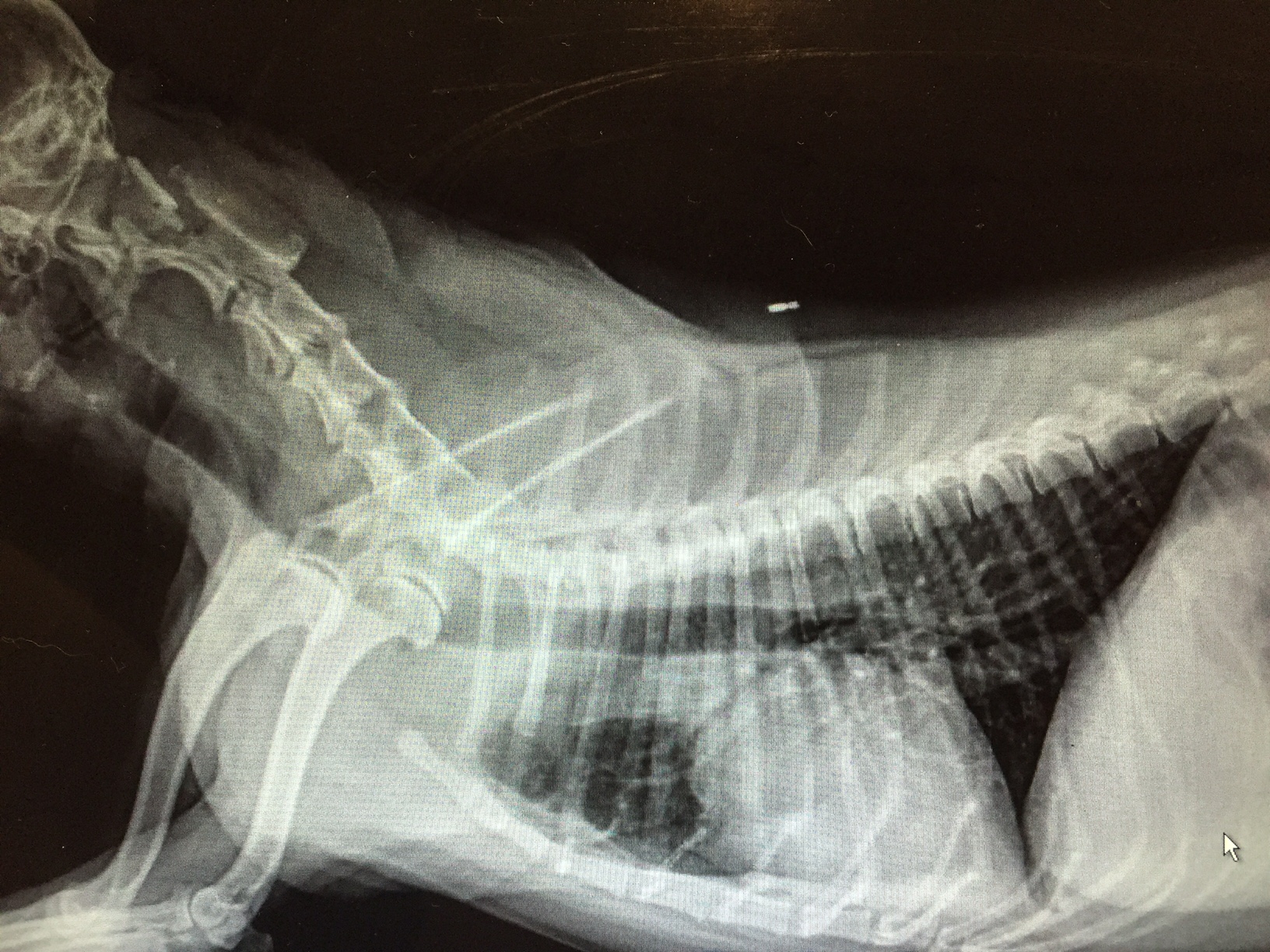 Collapsing Trachea in Dogs