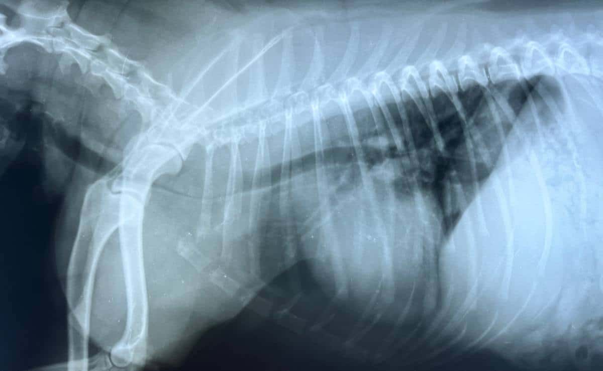 Collapsing Trachea in Dogs