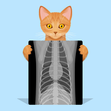 Conscious vs Sedated Radiographic