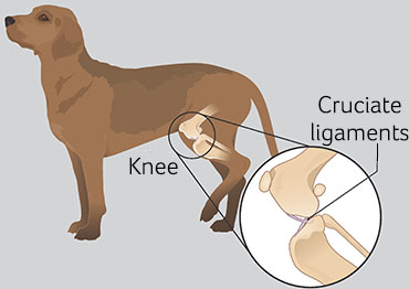 Cruciate Ligament Rupture in Dogs