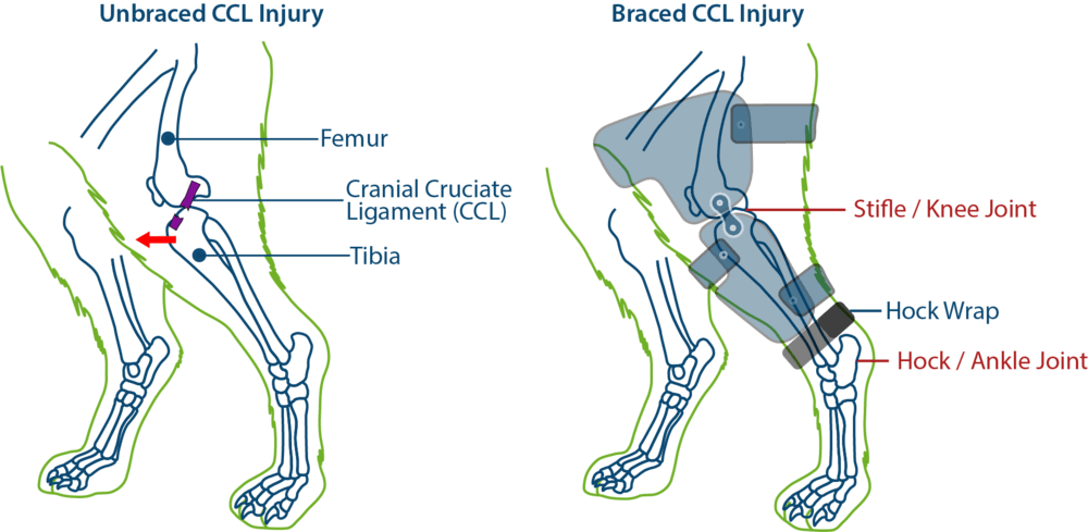 Cruciate Ligament Rupture in Dogs