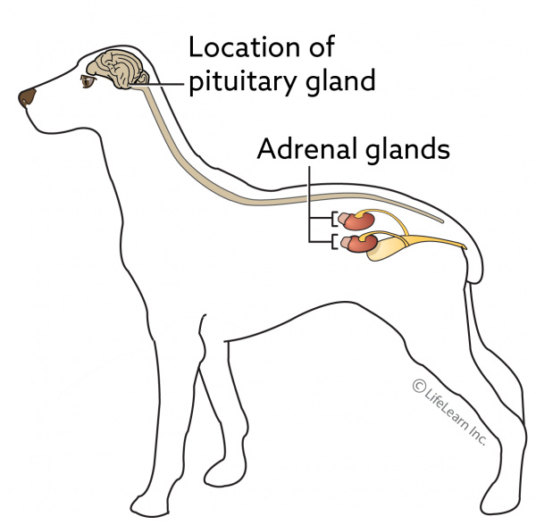 Cushing Disease