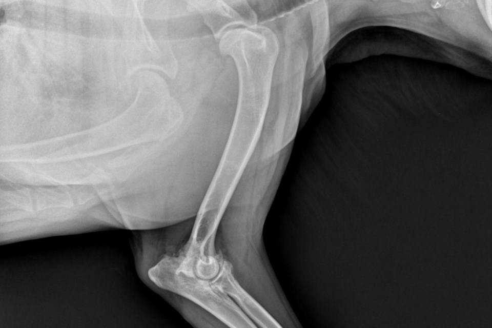 Degenerative Joint Disease Dog