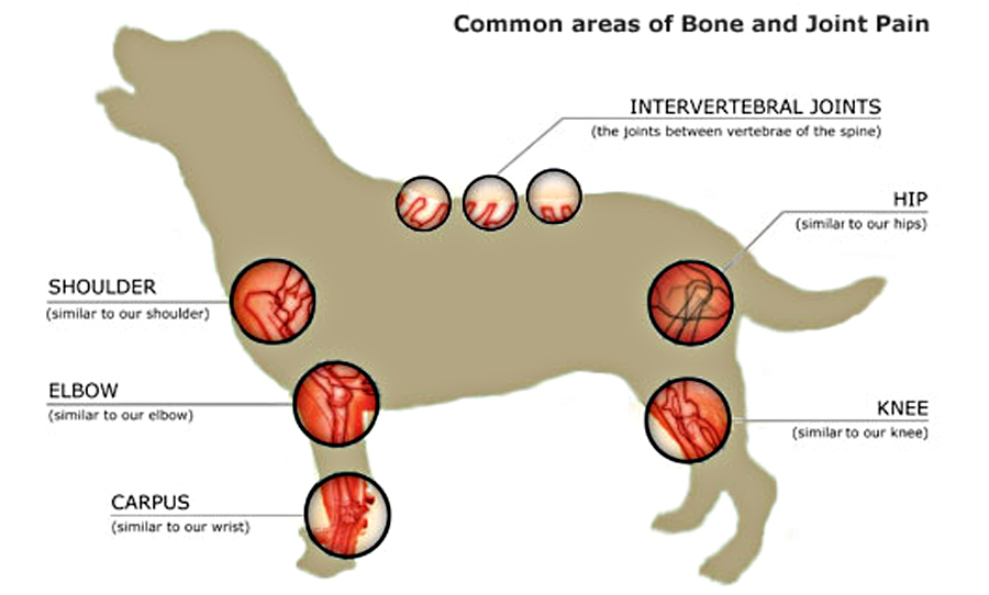 Canine Breed-Specific Joint Disease