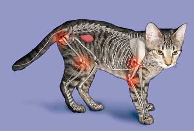 Feline Breed-Specific Joint Disease