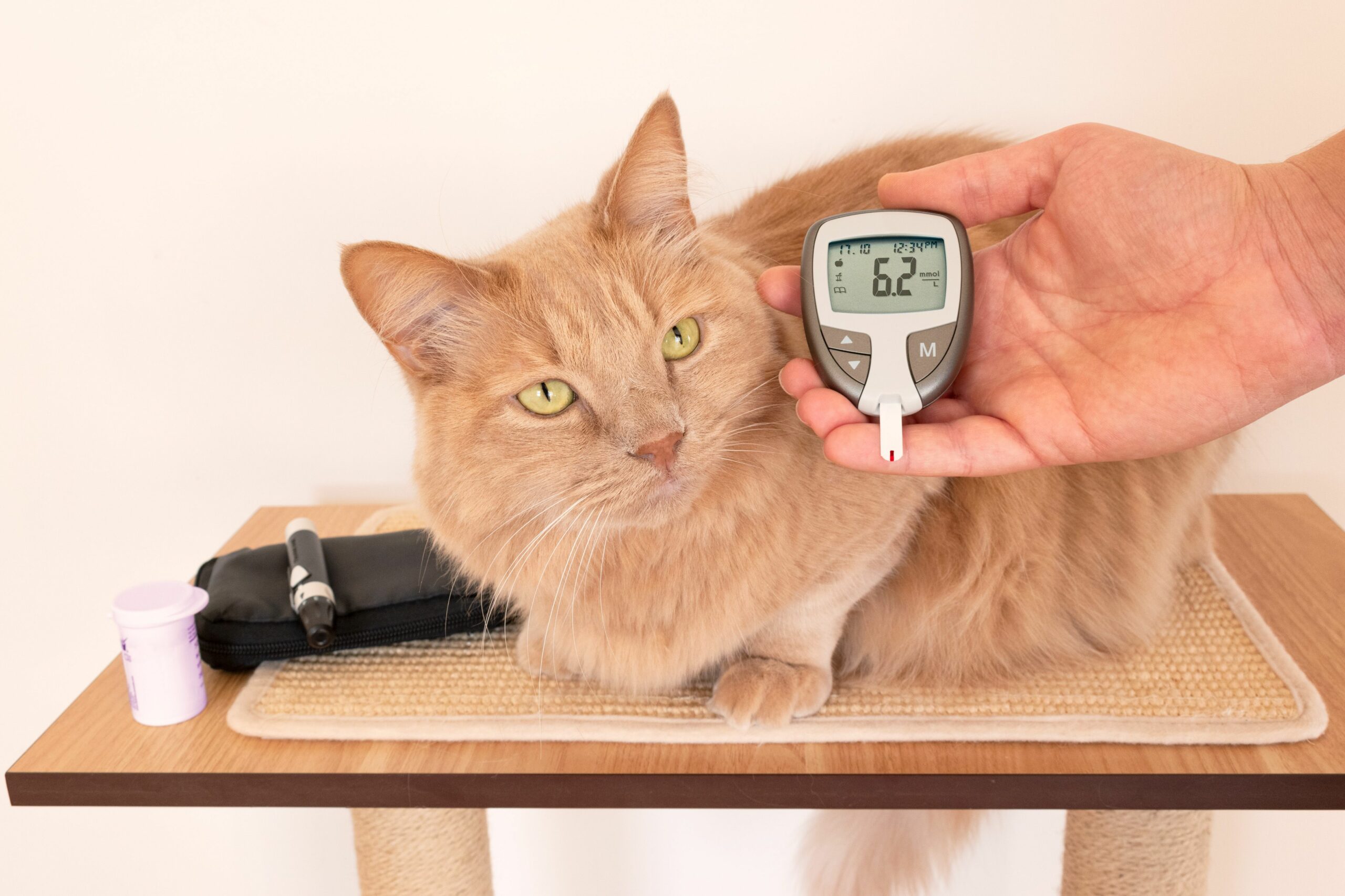 Diabetes Mellitus in Cats