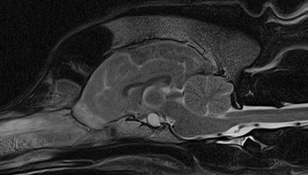 Diabetes Insipidus in Dogs