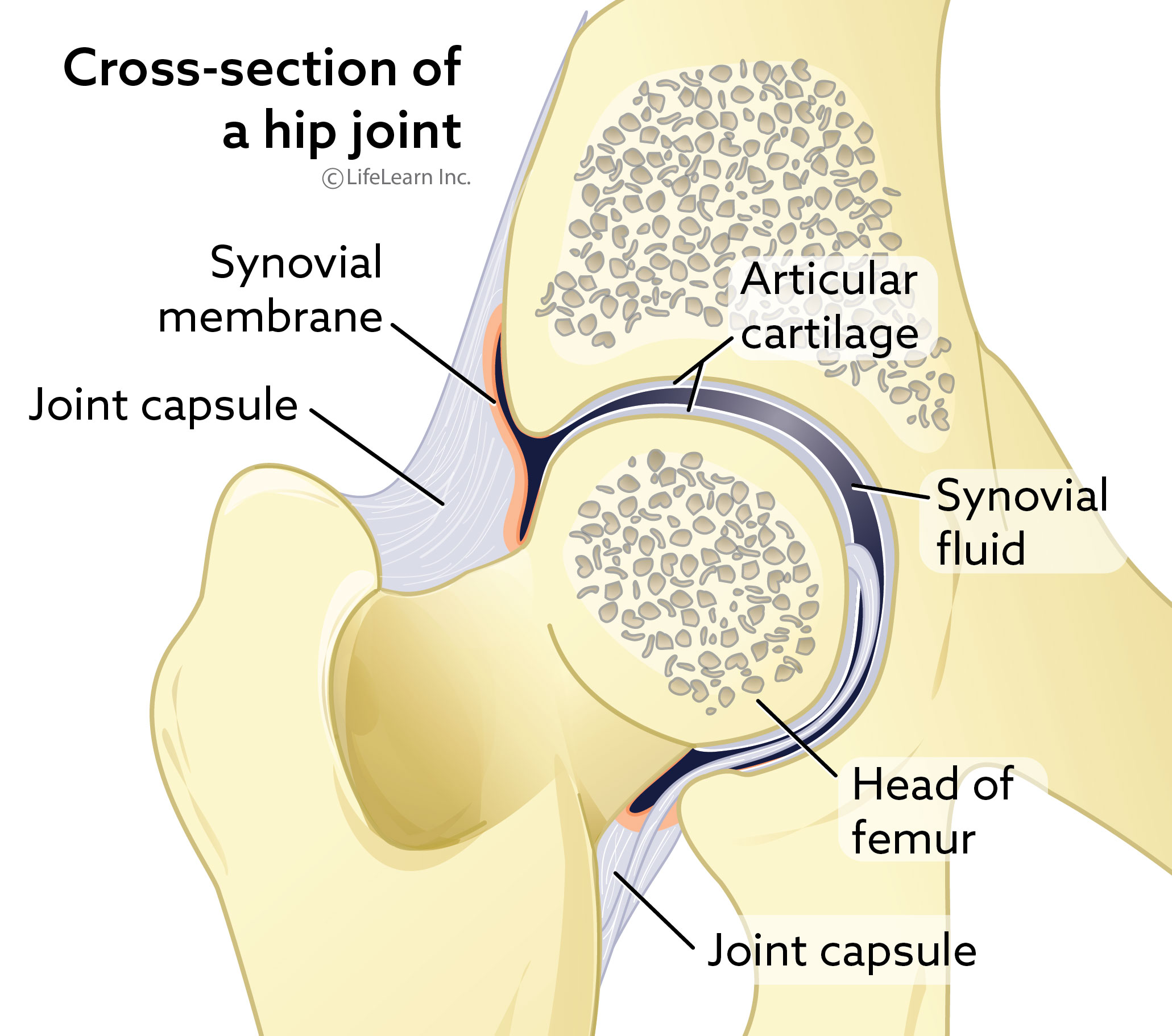 Canine Breed-Specific Joint Disease