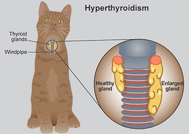 Feline Hyperthyroidism