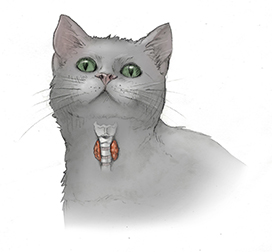 Feline Hyperthyroidism