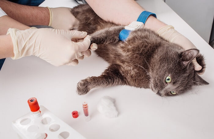 Feline Transfusion And Blood Typing Wellness Veterinary Hospital