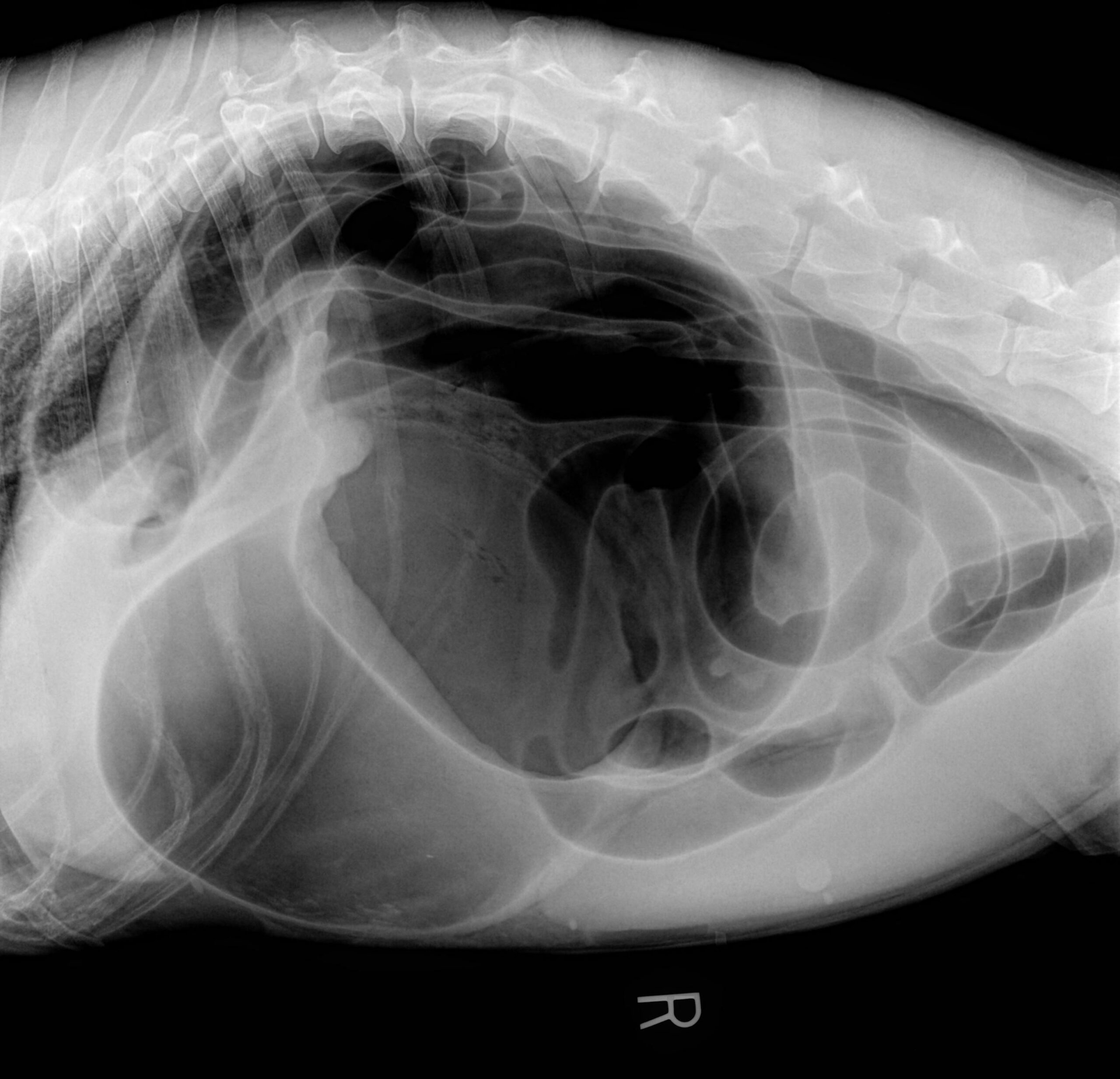 Gastric Dilatation and Volvulus in Dogs