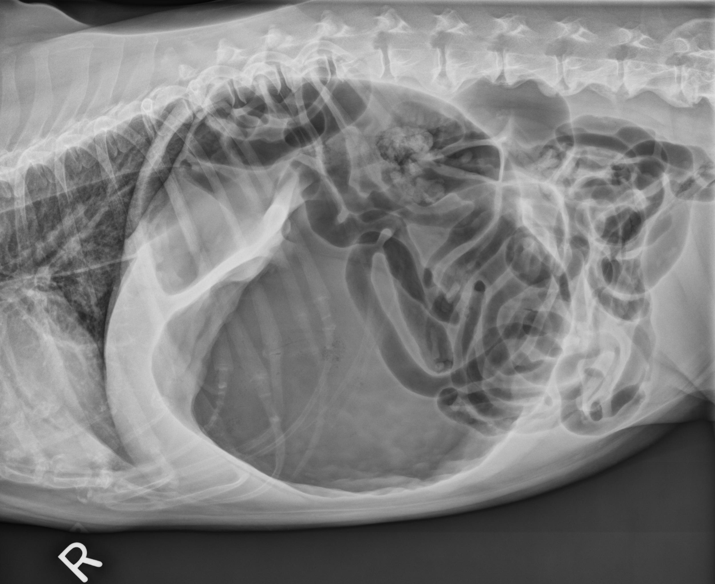 Gastric Dilatation and Volvulus in Dogs